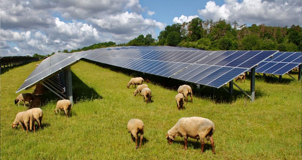 La energía agrovoltaica, un nuevo espacio para las energías renovables