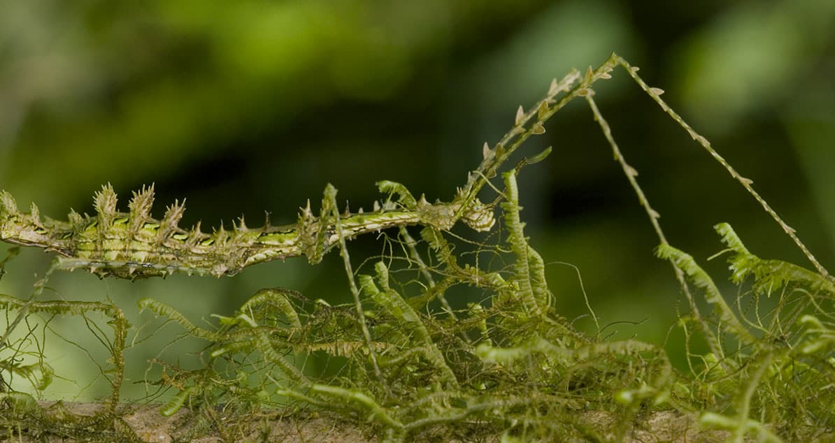 Five industrial innovations inspired by nature